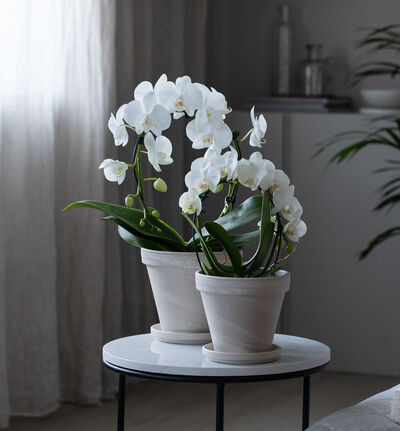 Hvit orkidé i terrakotta potte